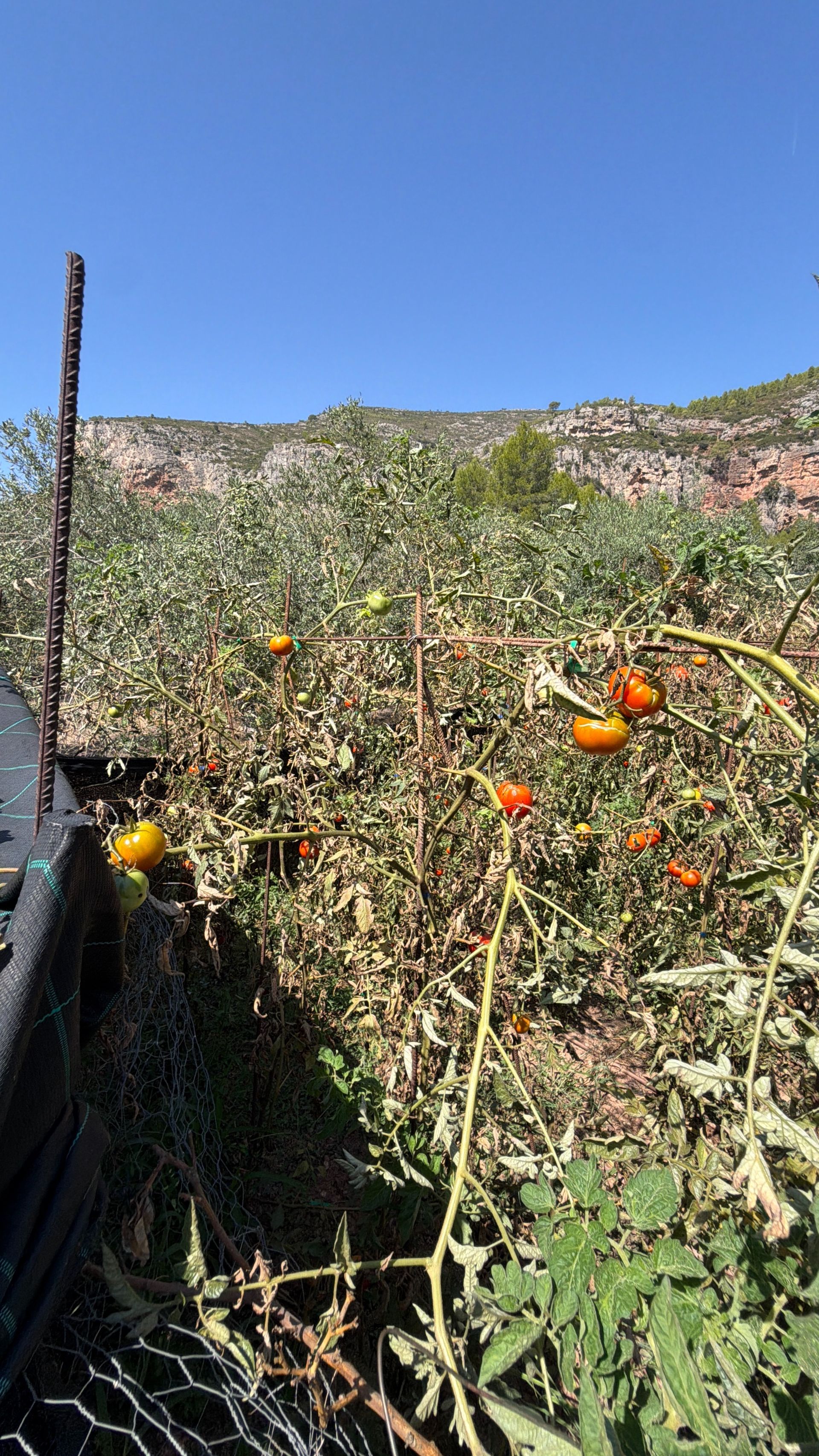 ++ Finca rustical en Vandellos ++ - Image 21